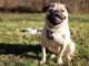 Pug Puppies for sale in Plymouth, IN 46563, USA. price: NA