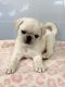 Pug Puppies for sale in Lake Forest, CA, USA. price: $1,000