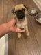 Pug Puppies for sale in Los Angeles, CA 90011, USA. price: NA