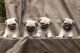 Pug Puppies for sale in Georgia Ave, Wheaton-Glenmont, MD, USA. price: NA