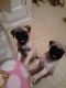 Pug Puppies for sale in Spring Valley, NY, USA. price: $800