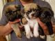 Pug Puppies for sale in Scottsdale, AZ 85253, USA. price: NA