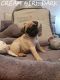 Pug Puppies for sale in Utah County, UT, USA. price: NA