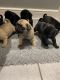 Pug Puppies for sale in Utah County, UT, USA. price: $500