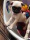 Pug Puppies for sale in Utah County, UT, USA. price: $500