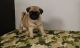 Pug Puppies for sale in California, MD, USA. price: NA