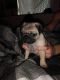 Pug Puppies for sale in Spokane Valley, WA, USA. price: $800