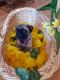 Pug Puppies for sale in Egg Harbor City, NJ 08215, USA. price: NA