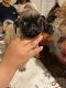 Pug Puppies for sale in 5878 Wildcat Canyon, San Antonio, TX 78252, USA. price: NA