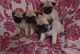 Pug Puppies for sale in Fort Worth, TX, USA. price: NA