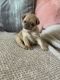 Pug Puppies for sale in Jefferson City, MO, USA. price: NA