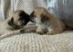Pug Puppies for sale in Columbia, SC, USA. price: $500