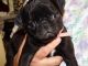 Pug Puppies for sale in Lancaster, PA, USA. price: NA