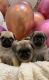 Pug Puppies for sale in Virginia Beach, VA, USA. price: $500
