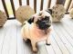 Pug Puppies for sale in Rome, GA 30161, USA. price: NA