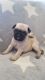 Pug Puppies for sale in Springfield, IL, USA. price: NA