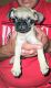 Pug Puppies for sale in Oakland, CA 94601, USA. price: NA