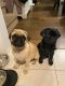 Pug Puppies for sale in Dartmouth, MA, USA. price: NA