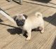 Pug Puppies for sale in Philadelphia, PA, USA. price: $500
