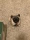 Pug Puppies for sale in Spring Valley, CA, USA. price: NA