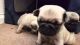 Pug Puppies for sale in Brooklyn, NY, USA. price: NA