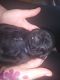 Pug Puppies for sale in 115 Woods Edge Dr, Athens, GA 30607, USA. price: NA