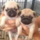 Pug Puppies for sale in Fort Payne, AL, USA. price: NA