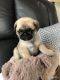 Pug Puppies for sale in Salem, OR, USA. price: NA