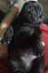 Pug Puppies for sale in Schroon Lake, NY 12870, USA. price: NA