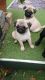 Pug Puppies for sale in New York, NY 10012, USA. price: NA