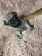 Pug Puppies for sale in San Jose, CA, USA. price: $900