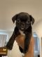 Pug Puppies for sale in Boyle Heights, Los Angeles, CA, USA. price: NA