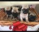 Pug Puppies for sale in Lansing, MI, USA. price: NA