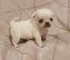 Pug Puppies for sale in Clifton, NJ 07014, USA. price: $550