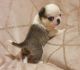 Pug Puppies for sale in Bowling Green, OH 43402, USA. price: NA