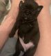 Pug Puppies for sale in Pflugerville, TX, USA. price: NA