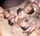 Pug Puppies for sale in Ashville, AL, USA. price: NA