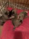 Pug Puppies for sale in Needville, TX 77461, USA. price: $1,000