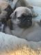 Pug Puppies for sale in 2161 Riverwood Dr, Okemos, MI 48864, USA. price: NA