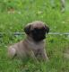 Pug Puppies for sale in Finlayson, MN 55735, USA. price: NA