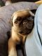 Pug Puppies for sale in Aurora, CO, USA. price: $1,100