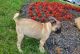 Pug Puppies for sale in Sterling Heights, MI, USA. price: NA