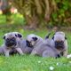 Pug Puppies for sale in Godfrey Ave S, Fort Payne, AL 35967, USA. price: NA