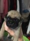 Pug Puppies for sale in Farmingdale, ME 04344, USA. price: NA