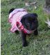 Pug Puppies for sale in 9840 Fondren Rd, Houston, TX 77071, USA. price: NA