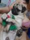 Pug Puppies for sale in The Bronx, NY, USA. price: NA