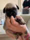 Pug Puppies for sale in Springfield, IL, USA. price: NA