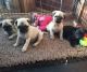 Pug Puppies for sale in Tucumcari, NM 88401, USA. price: $605