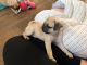 Pug Puppies for sale in Fountain, CO, USA. price: NA