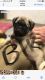 Pug Puppies for sale in Needville, TX 77461, USA. price: $800